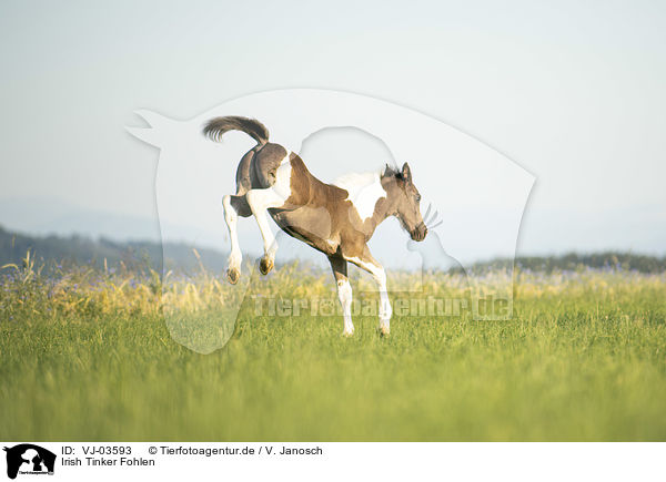 Irish Tinker Fohlen / Irish Tinker Foal / VJ-03593