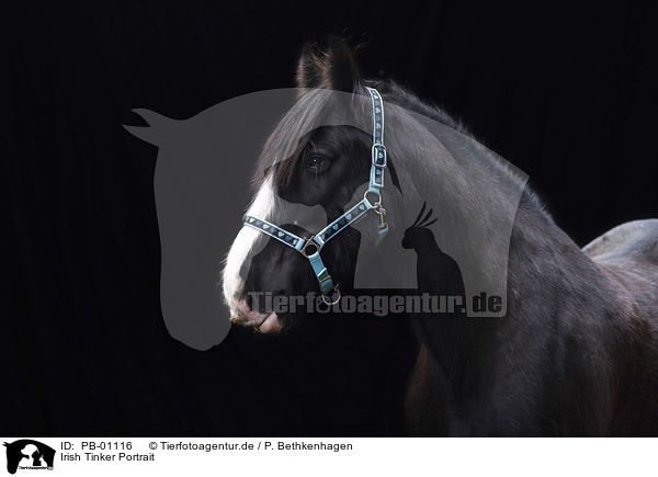 Irish Tinker Portrait / Irish Tinker Portrait / PB-01116