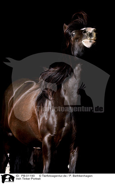Irish Tinker Portrait / Irish Tinker Portrait / PB-01190