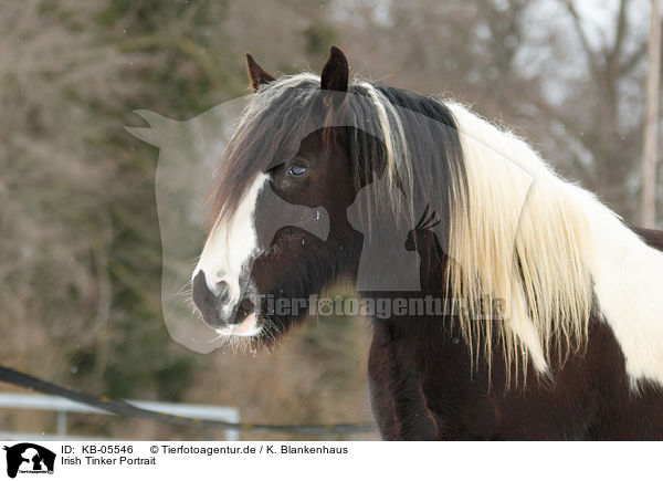 Irish Tinker Portrait / Irish Tinker Portrait / KB-05546