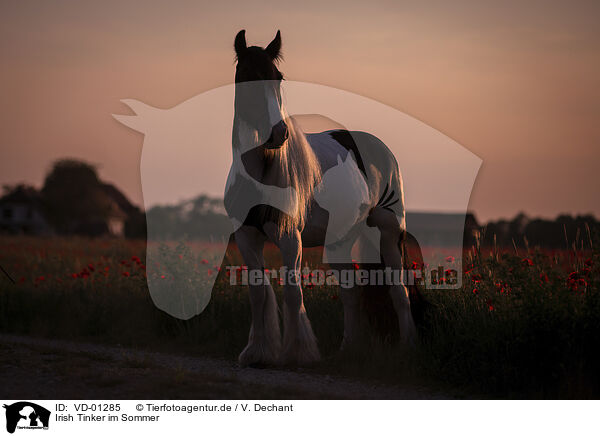 Irish Tinker im Sommer / VD-01285