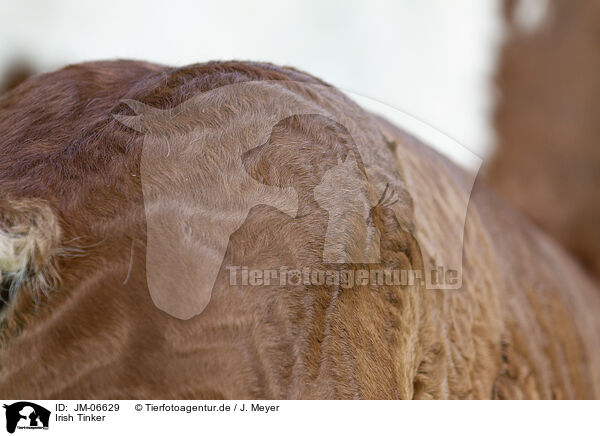 Irish Tinker / Irish Tinker / JM-06629