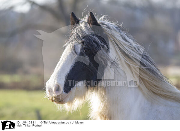 Irish Tinker Portrait / JM-10311