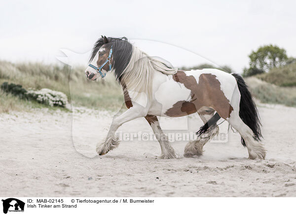 Irish Tinker am Strand / MAB-02145