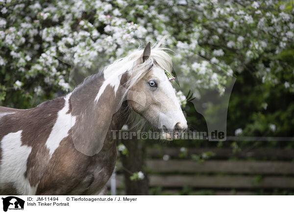 Irish Tinker Portrait / Irish Tinker Portrait / JM-11494