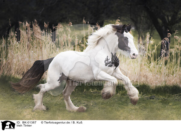 Irish Tinker / Irish Tinker / BK-01387