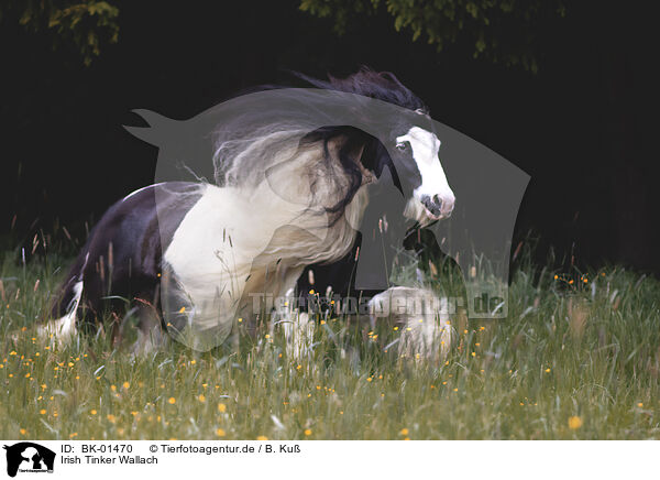 Irish Tinker Wallach / Irish Tinker gelding / BK-01470