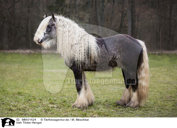 Irish Tinker Hengst / Irish Tinker Hengst / MM-01424