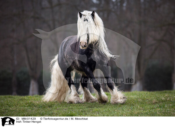 Irish Tinker Hengst / Irish Tinker Hengst / MM-01429