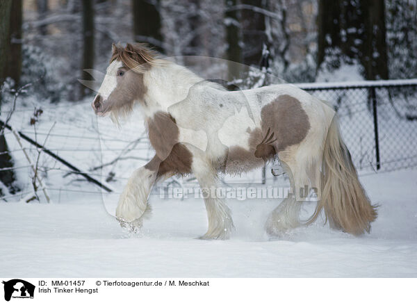 Irish Tinker Hengst / Irish Tinker stallion / MM-01457