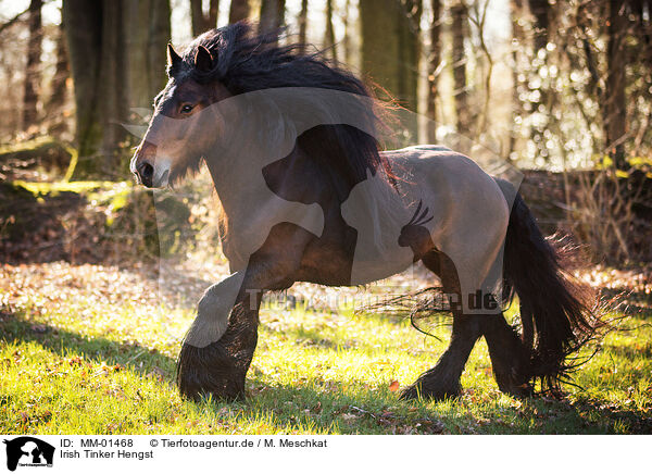 Irish Tinker Hengst / Irish Tinker stallion / MM-01468