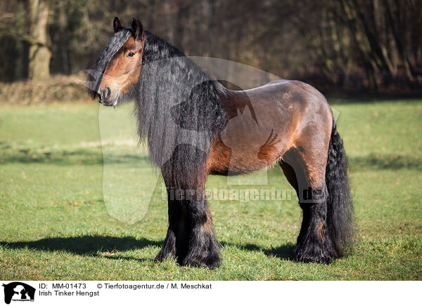 Irish Tinker Hengst / MM-01473