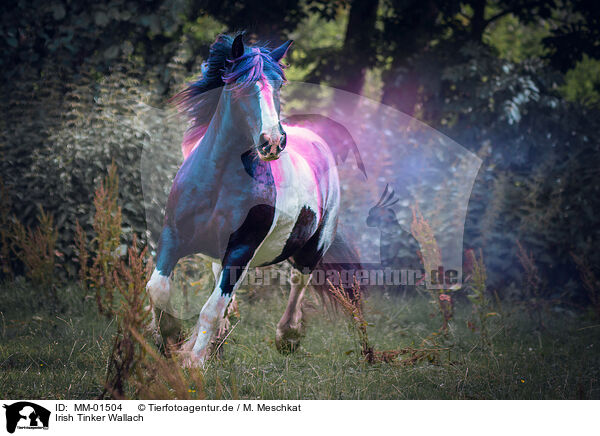 Irish Tinker Wallach / Irish Tinker gelding / MM-01504