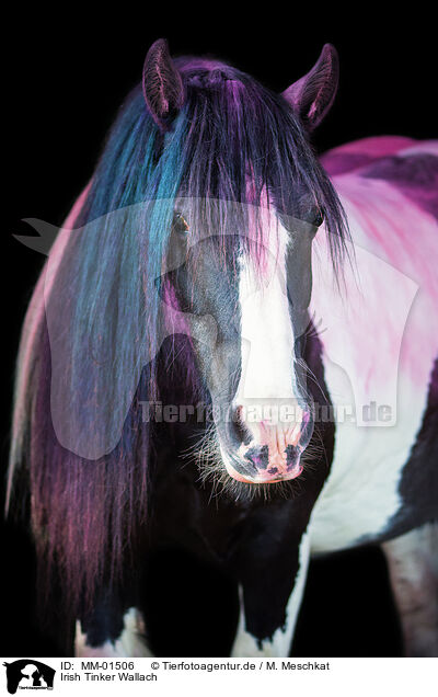 Irish Tinker Wallach / Irish Tinker gelding / MM-01506
