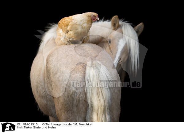 Irish Tinker Stute und Huhn / Irish Tinker mare and chicken / MM-01515