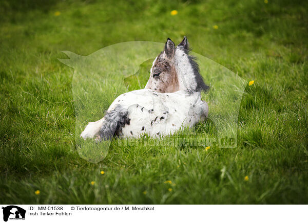 Irish Tinker Fohlen / Irish Tinker foal / MM-01538