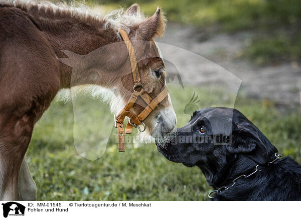 Fohlen und Hund / foal and dog / MM-01545