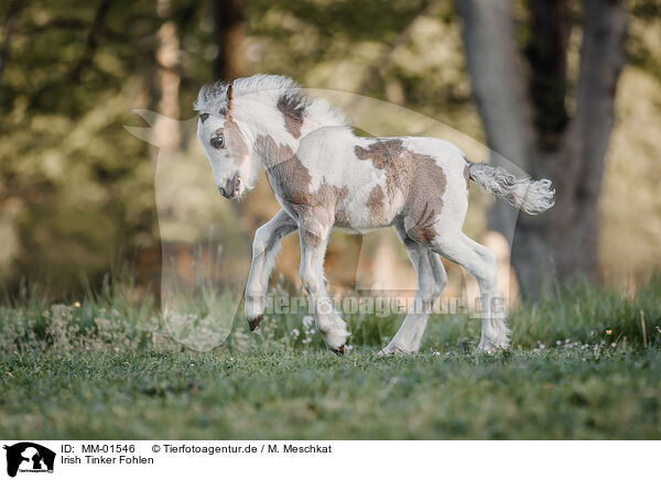 Irish Tinker Fohlen / Irish Tinker foal / MM-01546