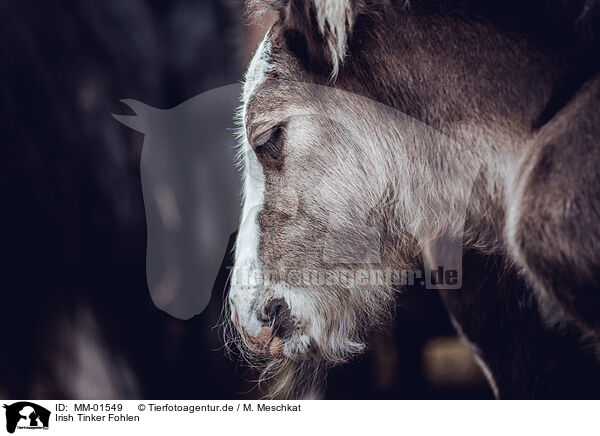 Irish Tinker Fohlen / Irish Tinker foal / MM-01549