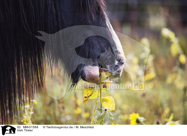 Irish Tinker / Irish Tinker / MM-01568