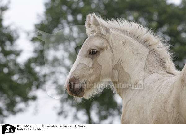 Irish Tinker Fohlen / JM-12555