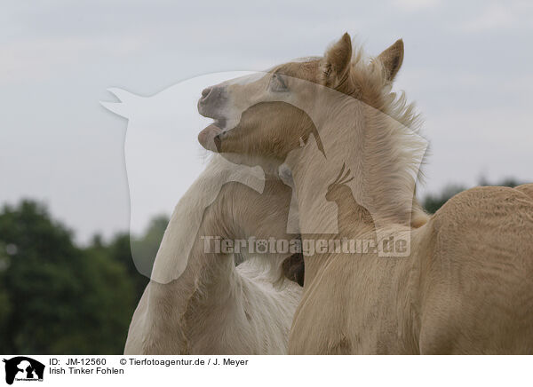 Irish Tinker Fohlen / Irish Tinker foals / JM-12560