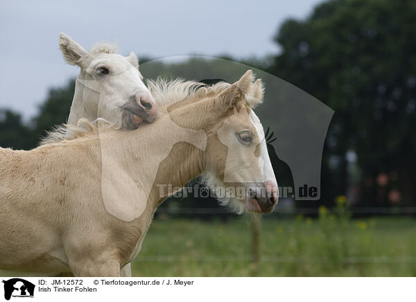 Irish Tinker Fohlen / Irish Tinker foals / JM-12572