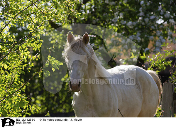 Irish Tinker / Irish Tinker / JM-12589