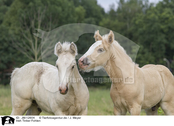 Irish Tinker Fohlen / Irish Tinker foals / JM-12604