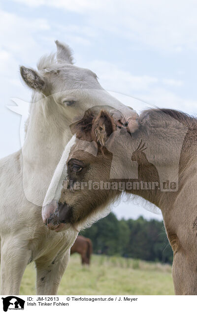 Irish Tinker Fohlen / Irish Tinker foals / JM-12613