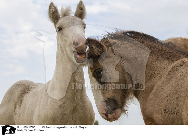 Irish Tinker Fohlen / Irish Tinker foals / JM-12615