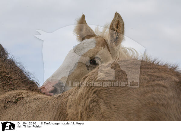 Irish Tinker Fohlen / Irish Tinker foals / JM-12616