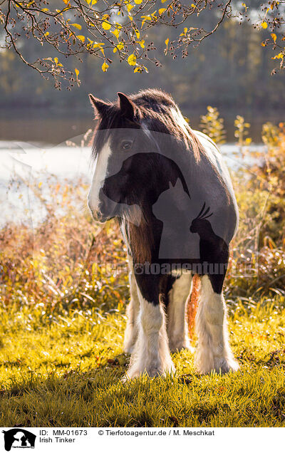 Irish Tinker / MM-01673