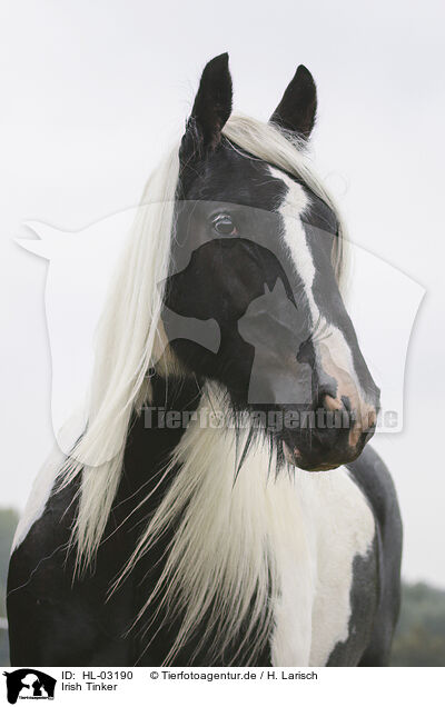 Irish Tinker / Irish Tinker / HL-03190