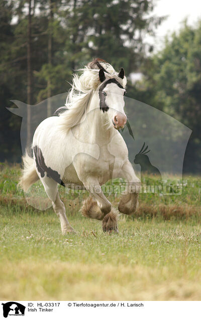 Irish Tinker / Irish Tinker / HL-03317