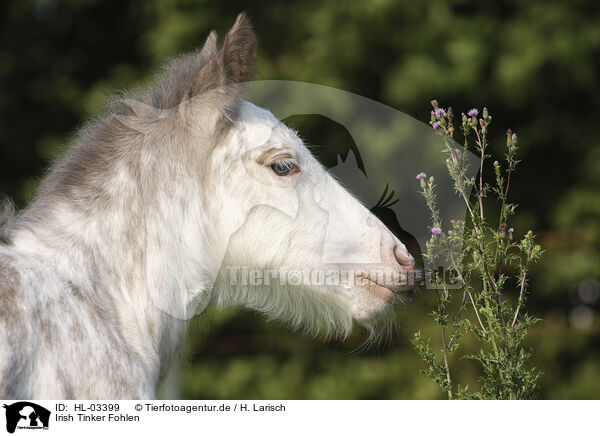 Irish Tinker Fohlen / Irish Tinker foal / HL-03399