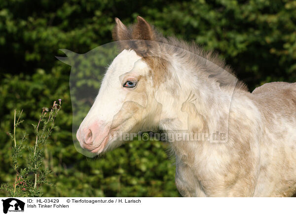 Irish Tinker Fohlen / HL-03429