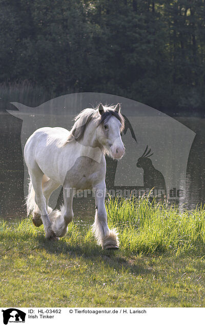 Irish Tinker / Irish Tinker / HL-03462