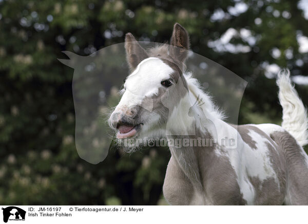 Irish Tinker Fohlen / Irish Tinker foal / JM-16197
