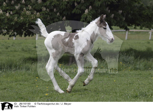 Irish Tinker Fohlen / Irish Tinker foal / JM-16199
