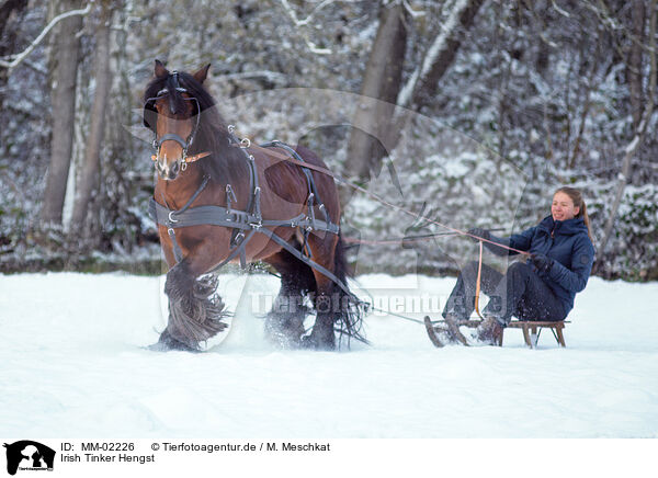 Irish Tinker Hengst / Irish Tinker stallion / MM-02226