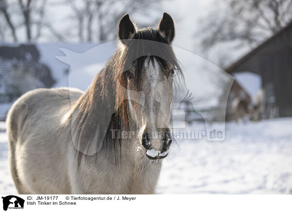 Irish Tinker im Schnee / Irish Tinker in snow / JM-19177