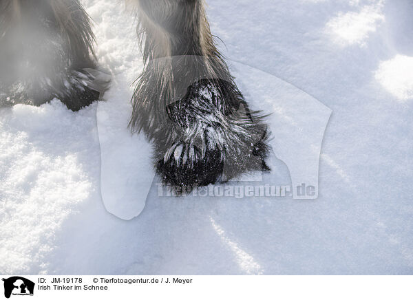 Irish Tinker im Schnee / Irish Tinker in snow / JM-19178