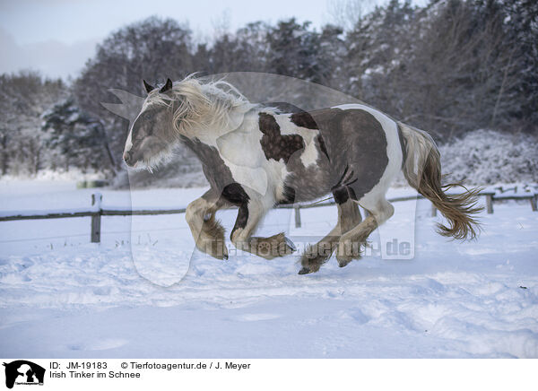 Irish Tinker im Schnee / Irish Tinker in snow / JM-19183