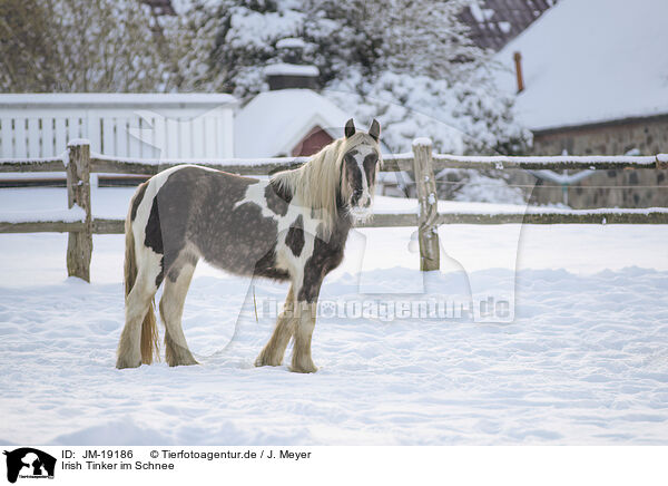 Irish Tinker im Schnee / JM-19186