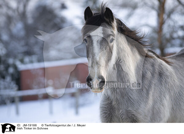 Irish Tinker im Schnee / Irish Tinker in snow / JM-19188