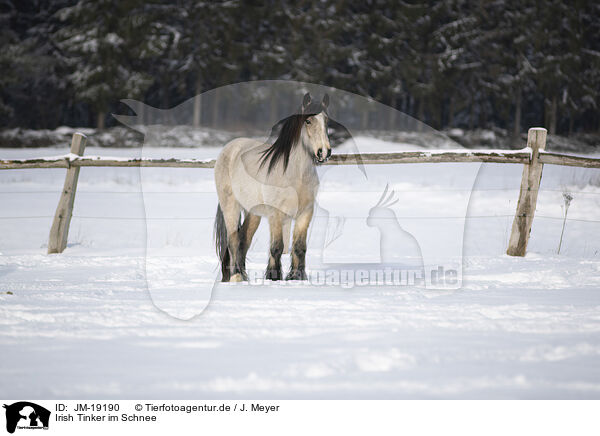 Irish Tinker im Schnee / JM-19190