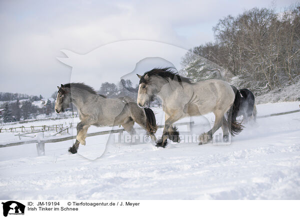 Irish Tinker im Schnee / Irish Tinker in snow / JM-19194