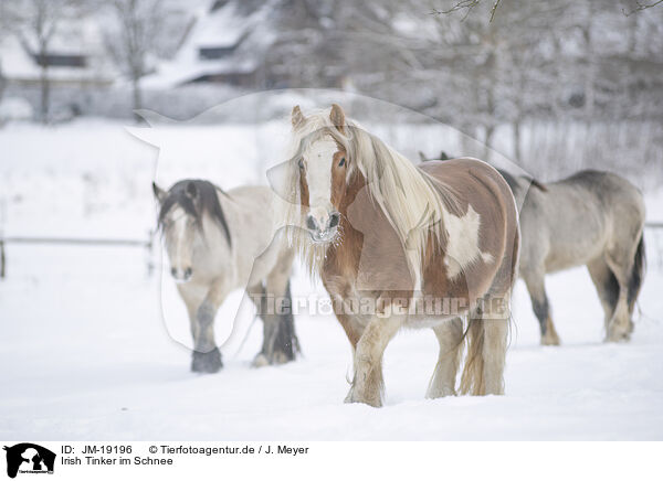 Irish Tinker im Schnee / JM-19196