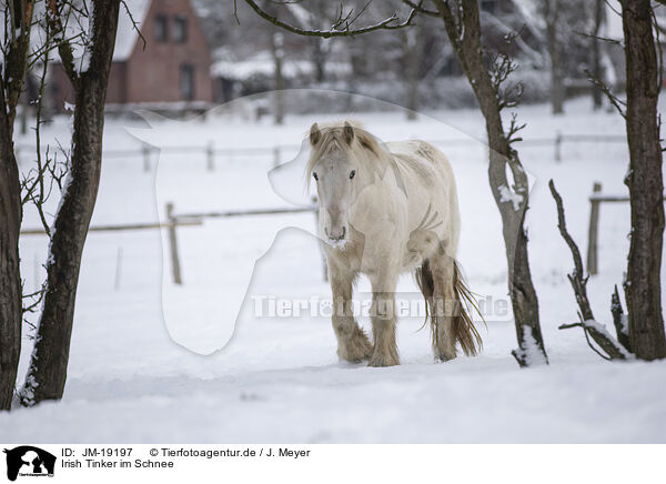 Irish Tinker im Schnee / Irish Tinker in snow / JM-19197